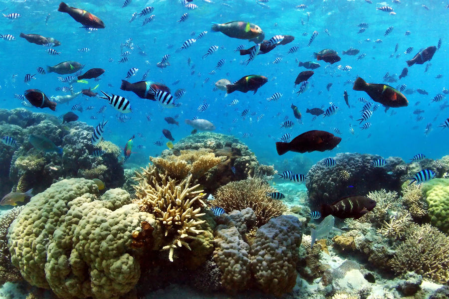 Amedee Island Reef